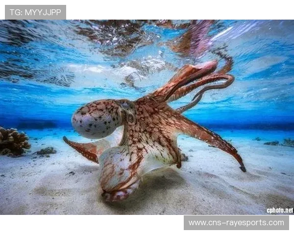 智能手机水下摄影大赛获奖作品首站巡展亮相上海美术馆 展现科技与艺术融合之美